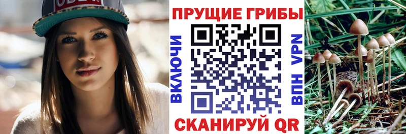 OMG ONION Долгопрудный Псилоцибиновые грибы прущие грибы магазин
